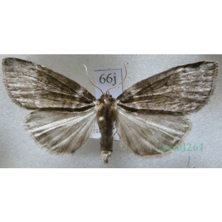 Tetheella fluctuosa (Hübner, 1803) Falica zmiennica Czech66j